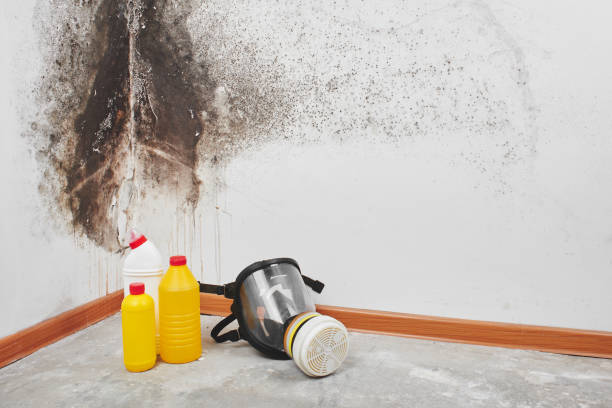 Best Bathroom Mold Remediation in Cassville, WV