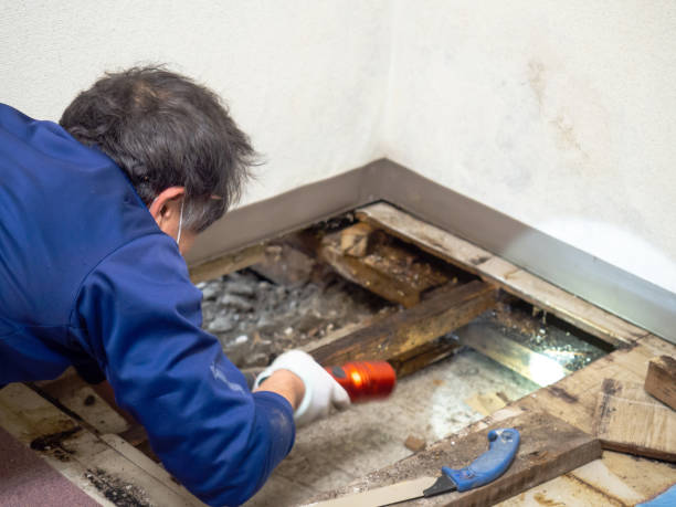 Best HVAC Mold Remediation in Cassville, WV