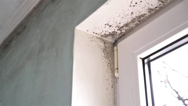 Best Mold Remediation for Schools in Cassville, WV