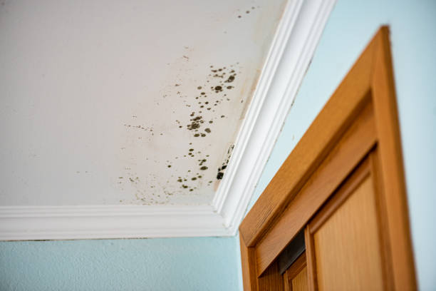 Best Commercial Mold Remediation in Cassville, WV