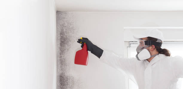Best Black Mold Remediation in Cassville, WV