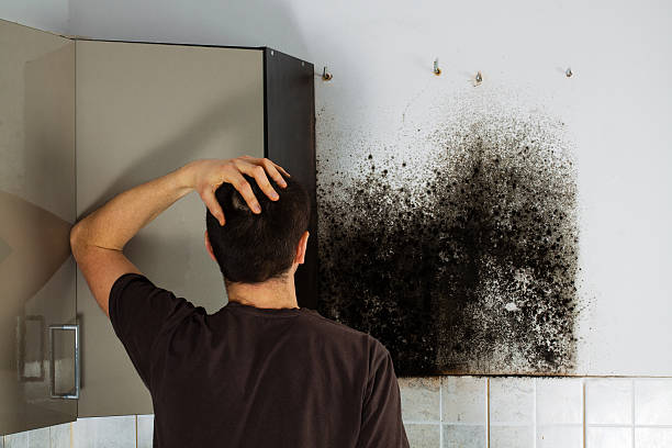Best White Mold Remediation in Cassville, WV