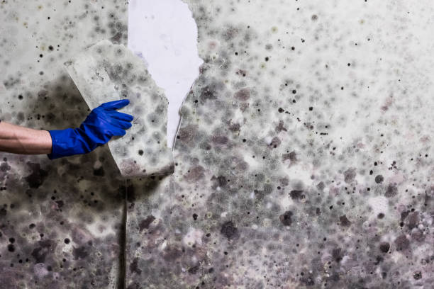 Best Residential Mold Remediation in Cassville, WV