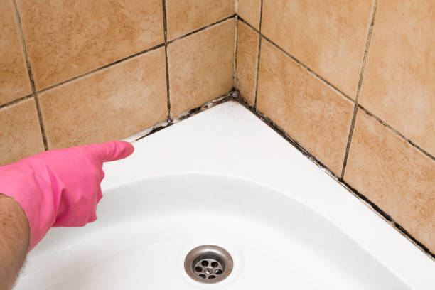 Best Crawl Space Mold Remediation in Cassville, WV